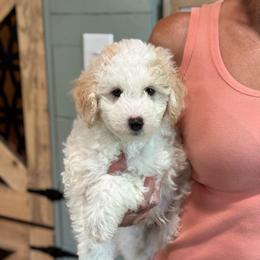 Sherbet - White male Sheepadoodle puppy in Wharton, Texas from Little Fur Friends