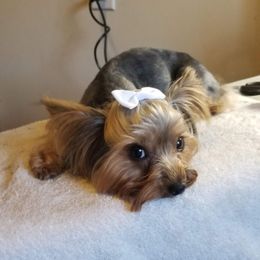 Nahla - Yorkshire Terrier
