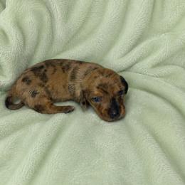 Rocky - Dapple male Dachshund puppy in Richmond, Virginia from Paw Prints