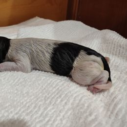 Kleine Munsterlander Puppies from von den Großen Seen kennel