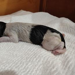 Kleine Munsterlander Puppies from von den Großen Seen kennel