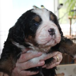 Bernese Mountain Dog Puppies from Baby Bear Bernese Kennel