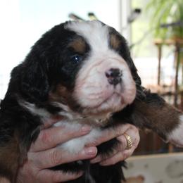Bernese Mountain Dog Puppies from Baby Bear Bernese Kennel