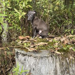 Benji - Black male Italian Greyhound puppy in Wilkes Barre, Pennsylvania from Laraz Pupz