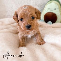 Boy 3 - Apricot male Maltipoo puppy in Kula, Hawaii from Toy Poodle & Maltipoo Maui
