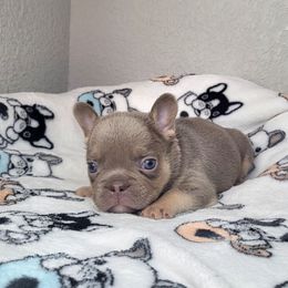 Max - Tricolors male French Bulldog puppy in Colorado Springs, Colorado from Sun Mountain Frenchies