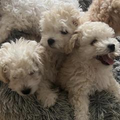 Bologneses from Candido Bolognese