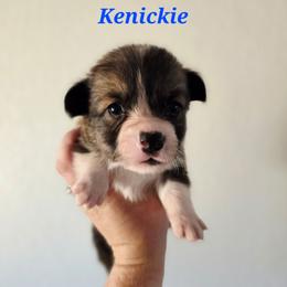 Kenickie - Sable male Pembroke Welsh Corgi puppy in Montague, California from Shasta Valley Pembrokes