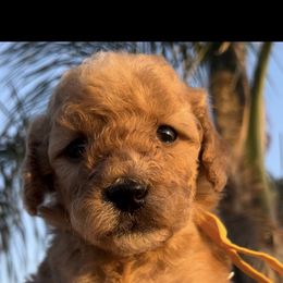 Girl 3 - female Goldendoodle puppy in Jurupa Valley, California from gucci_bentleys_goldendoodles