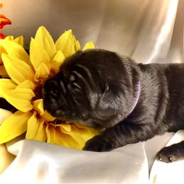 Purple aka Nala - Black female Cane Corso puppy in Hillsborough, New Jersey from Central Jersey K9