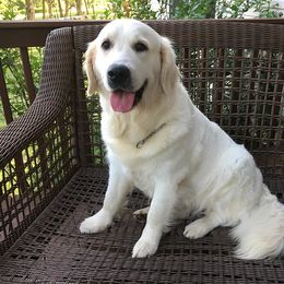 Golden Retriever All Grown Up from Red Hive Golden Retrievers