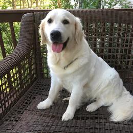Golden Retriever All Grown Up from Red Hive Golden Retrievers