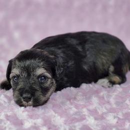 Pepper - Salt and pepper female Miniature Schnauzer puppy in Ely, Nevada from Great Basin Miniature Schnauzers