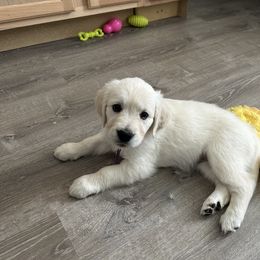 Golden Retriever Puppies from Misty River English Goldens