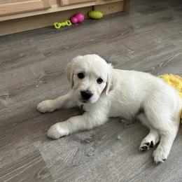 Golden Retriever Puppies from Misty River English Goldens