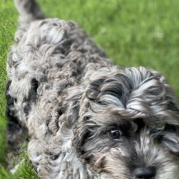 Cavapoo Puppies from Southern Charm Cavapoos