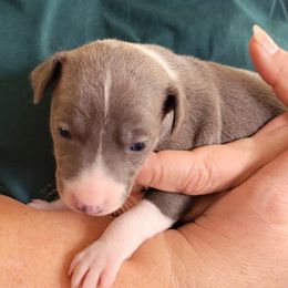 Boy 2 - Blue male Italian Greyhound puppy in Monticello, Florida from Lebeck Acres