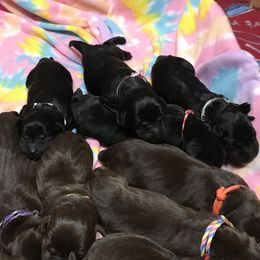 Labrador Retriever Puppies from Rocky Mountain Dogs - Utah
