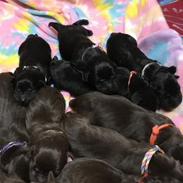 Labrador Retriever Puppies from Rocky Mountain Dogs - Utah