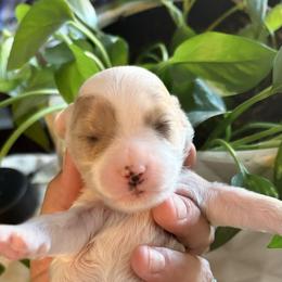 Blenheim female - Blenheim female Cavapoo puppy in Gilbert, Arizona from Arizona Toy Cavapoos – Health‐Tested & Home‐Raised