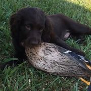 Boykin Spaniels from 4DAcres Boykin Spaniels