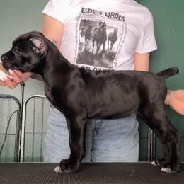 Arcana's Astra - Black female Cane Corso puppy in Marinette, Wisconsin from Arcana Cane Corso