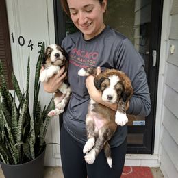 Bernedoodle Puppies from Bernedoodles of the Ozarks