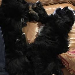 Tibetan Terrier Puppies from Gemms Kennels Tibetan Terriers