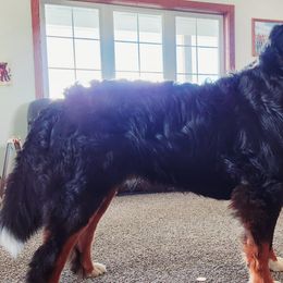 Rip - Bernese Mountain Dog