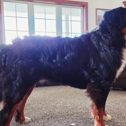 Rip - Bernese Mountain Dog