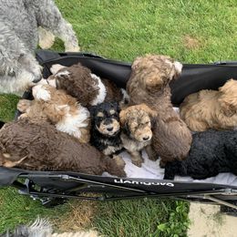 Bernedoodle Puppies from Bells Bernedoodles