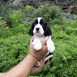 Irving - Black and white male English Springer Spaniel puppy in Manchester, Kentucky from Appalachian Kennels