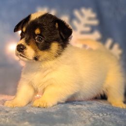 Giblet - Black and white male American Corgi puppy in Gouverneur, New York from St. Lawrence Corgis