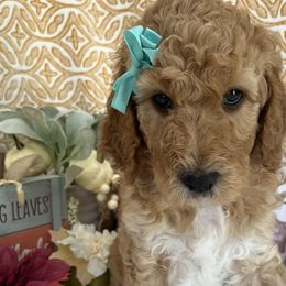 Girl 2 - Apricot Goldendoodle puppy in Christiana, Tennessee from Rechlicz Family Doodles