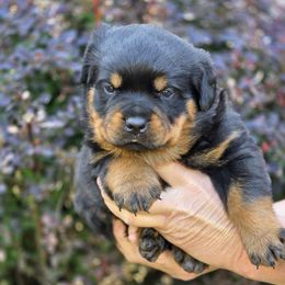 Ricochet - Black and mahogany male Rottweiler puppy in Cottage Grove, Oregon from Divine Rottweilers