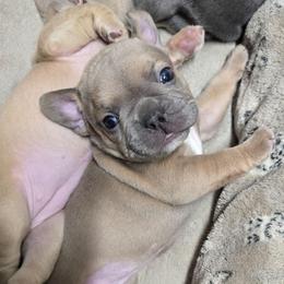 Poppy - Blue fawn female French Bulldog puppy in Yellowstone County, Montana from JNS Frenchies
