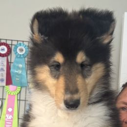 Collie Puppies from Fianna Collies