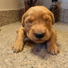 Allspice - Dark golden male Golden Retriever puppy in Wendell, Minnesota from Floden Farm Golden Retrievers