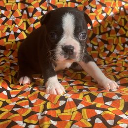 Xayda - Black brindle and white female Boston Terrier puppy in Fillmore, Illinois from Wind Hill Puppies