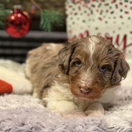 Pongo - Merle male Bernedoodle puppy in Monument, Colorado from Colorado Dreamin Doodles