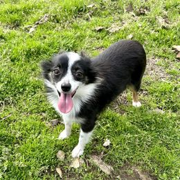 Fancy - Toy Australian Shepherd