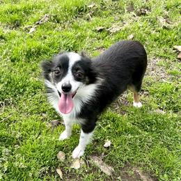 Fancy - Toy Australian Shepherd