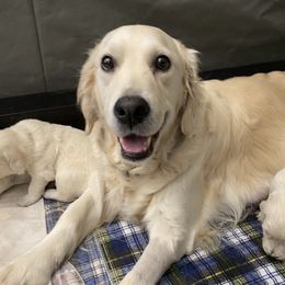 Kashmire - Golden Retriever
