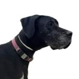 Sadie  - Great Dane