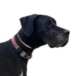 Sadie  - Great Dane