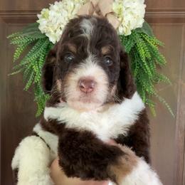 Willow - Tri-color female Bernedoodle puppy in Thornville, Ohio from Four Front Doodles & Friends