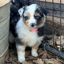 Mila - Blue merle female Miniature Australian Shepherd puppy in North Lakeport, California from Wild Rose Ranch