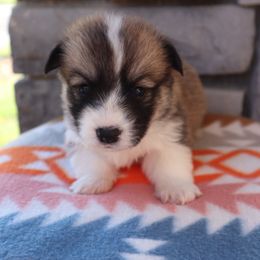 Female 7 Butterfinger - Sable female Pembroke Welsh Corgi puppy in Bakersfield, California from Kern River Corgis