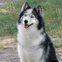 Belle - Gray and white female Siberian Husky puppy in Warrenville, South Carolina from WinterCrest Siberian Huskies