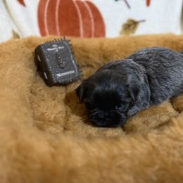 Shih Tzu Puppies from Lavender Lane Tzus
